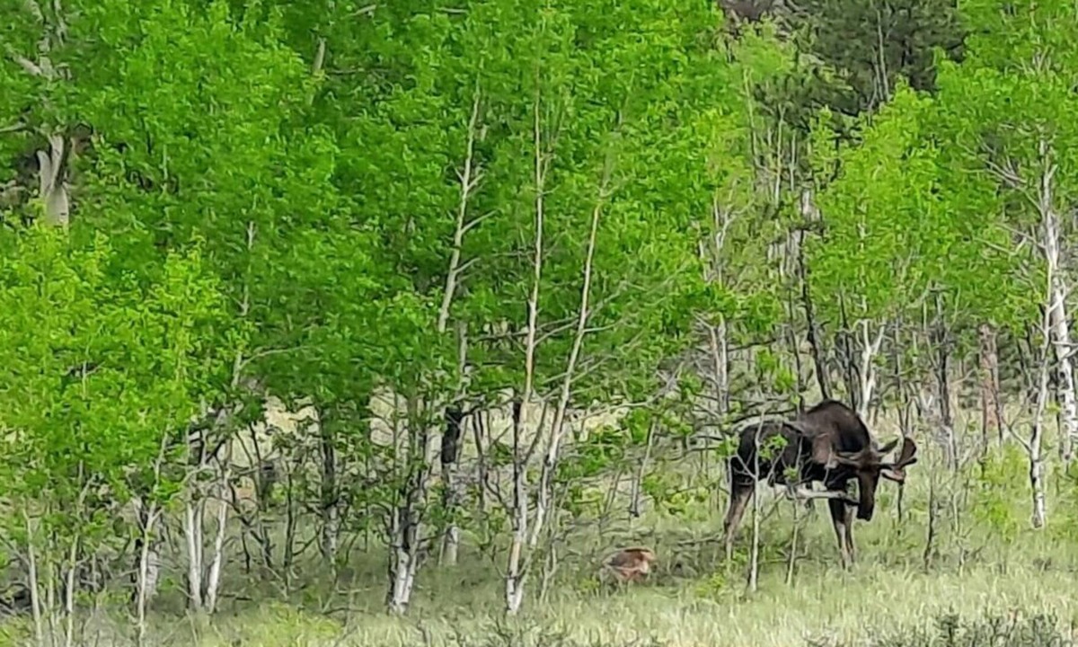 Lake George Cabin | Bison Peak Lodge at Puma Hills, a Luxury Glamping Experience in Central CO