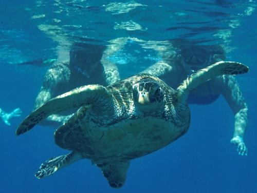 Ormond Beach Hotel | Sea Turtle Bungalow