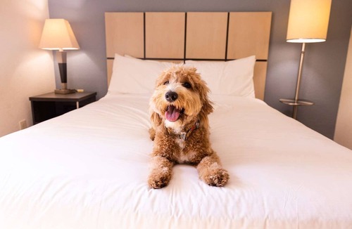Baymeadows Hotel | Comfortable Stay near The Cummer Museum! Nature in Style! Pets Allowed, Kitchen!