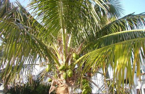 Cocoa Beach Apartment | Cozy 2BR Villa Steps to Beach w pool Unit 8