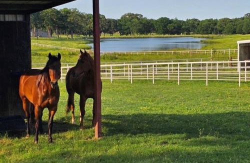 Emory House | Lakefront w Fire Pit, Lake Fun, and Horse Feeding