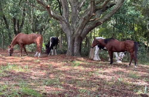 Ocala House | Lemonade Acres, Country Charm Made Convenient!