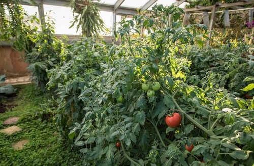 Cotopaxi House | Mystically peaceful guest house w/Observatory; Greenhouse; Meditation Chapel &