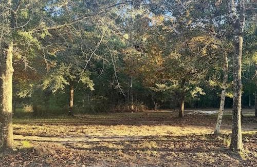 Ponce De Leon House | Palm Haven-Your Peaceful Studio Cabin near FL Springs