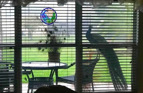 Ocean Woods House | 🦚 Peacock Harbor 🦚 Boat/RV parking 🏖3/2 Pool home