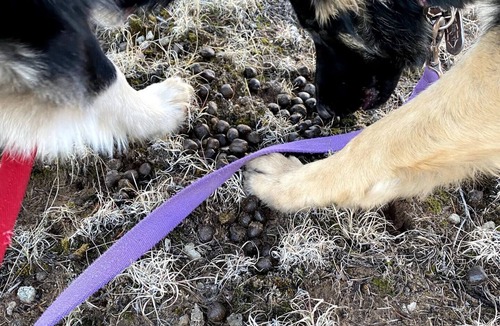 Quemado RV Rental | Pet-friendly camping in the mountains