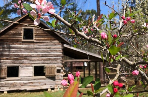 Tallahassee Cabin | The Famous Senator Cabin