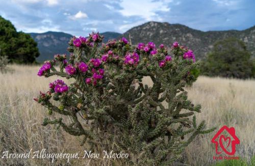 Albuquerque House | The Hidden Park Getaway An Irvie Home
