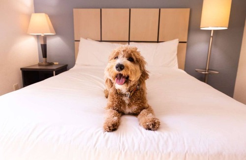 Clearwater Hotel | Work and Relax in Clearwater Hideaway! Outdoor Pool, Pet-friendly Property!