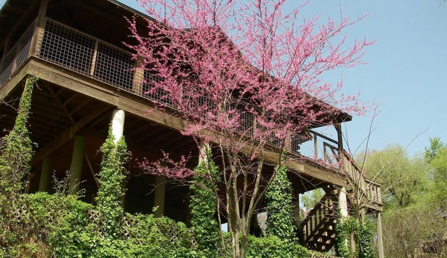 AMAZING LOG TREEHOUSE CABIN ON THE COLORADO RIVER