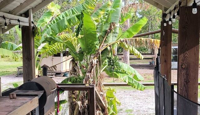 Peaceful privacy, bring your boat. 5 mn.to ramp ,intercostal and ocean.