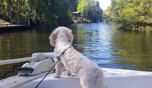 Private swimming pool, nearby beach, fishing, kayaking, boat ramp down the road.