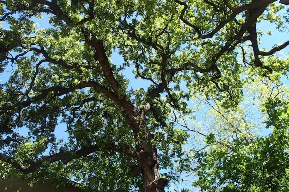 Photo of Outdoor in Hyde Park