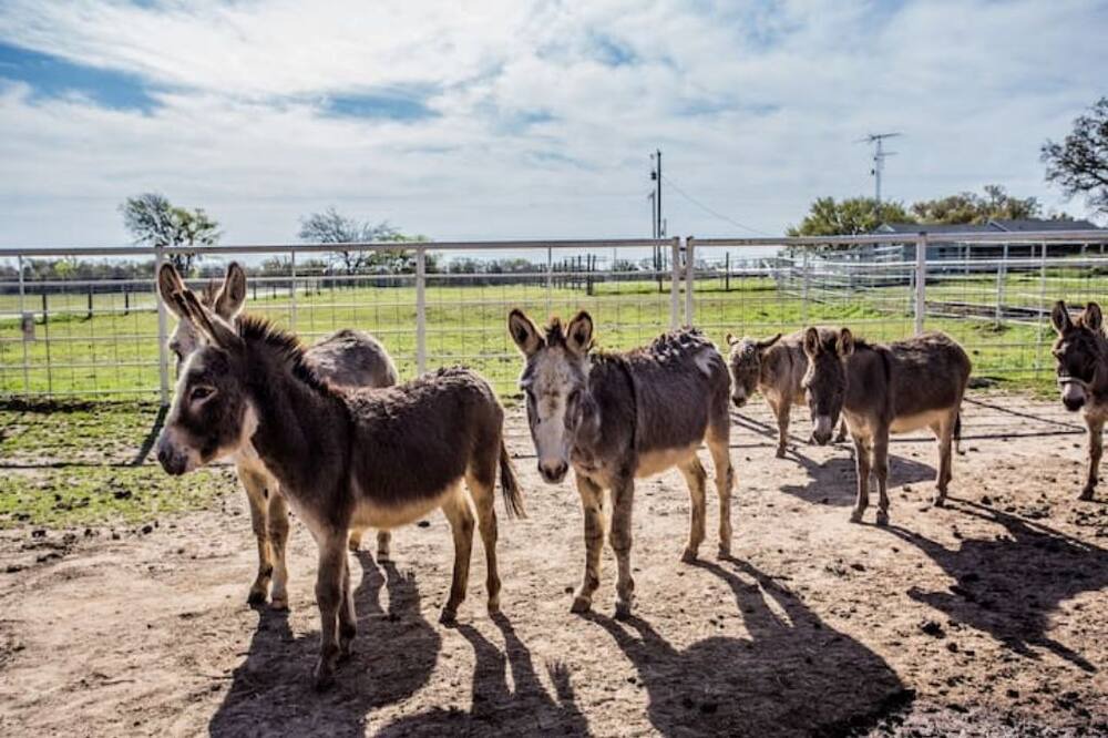 Photo of Outdoor in Wills Point