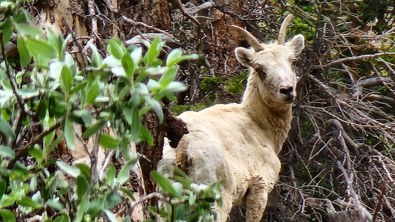 Photo of Outdoor in Westcliffe