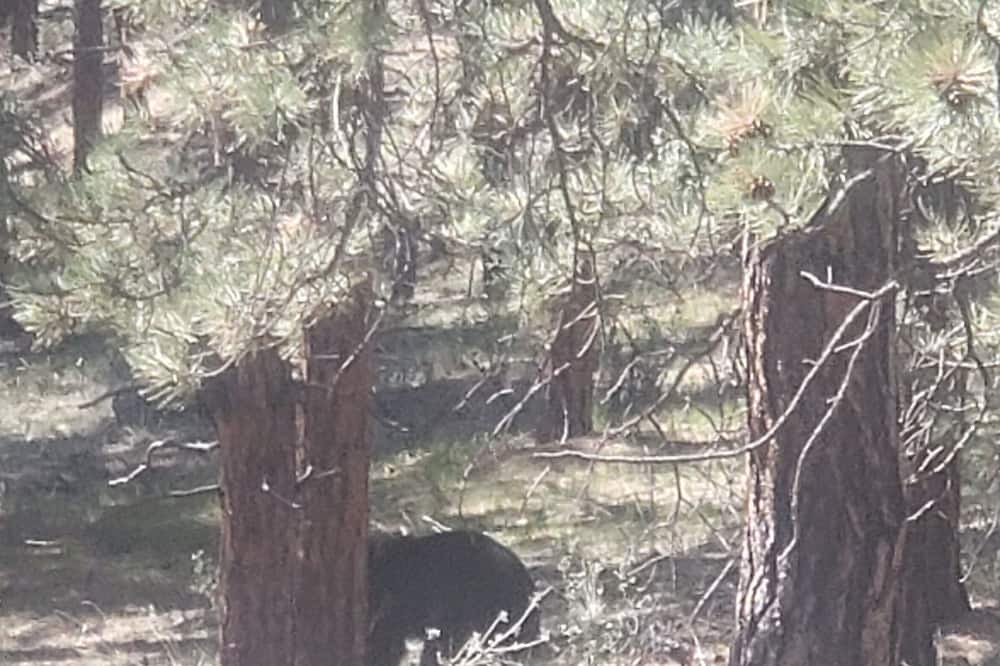 Photo of Others in Bailey