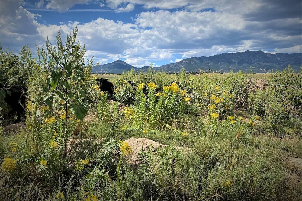 Photo of Outdoor in Walsenburg