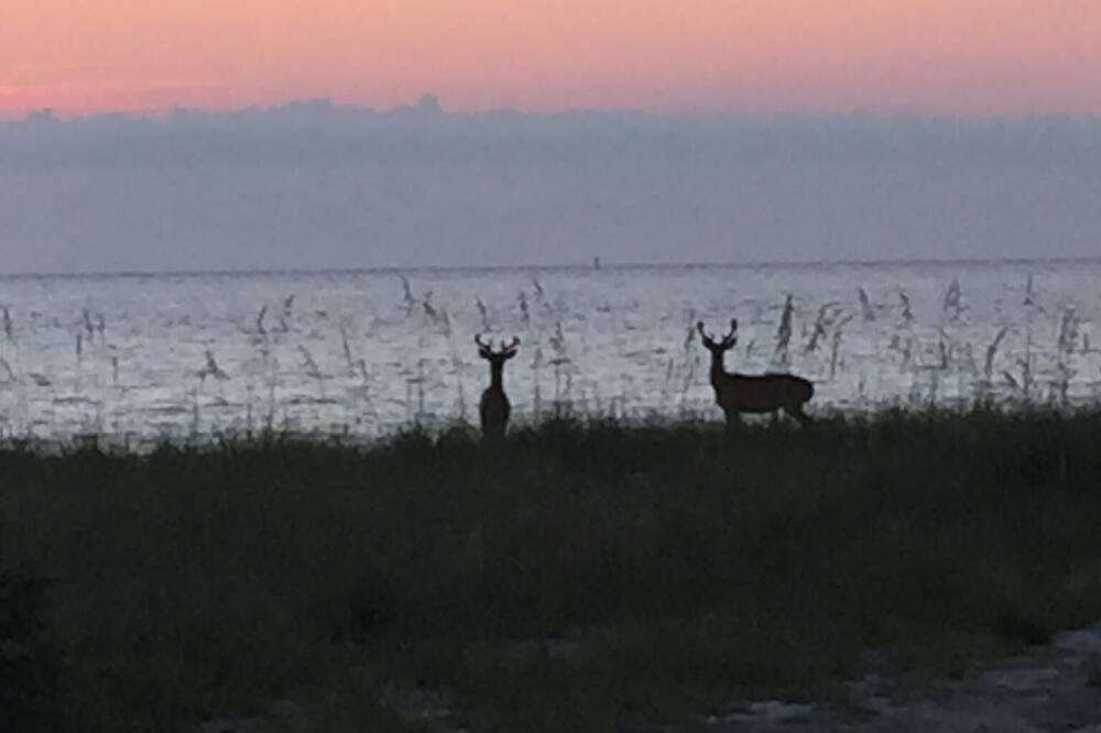 Photo of Others in Alligator Point