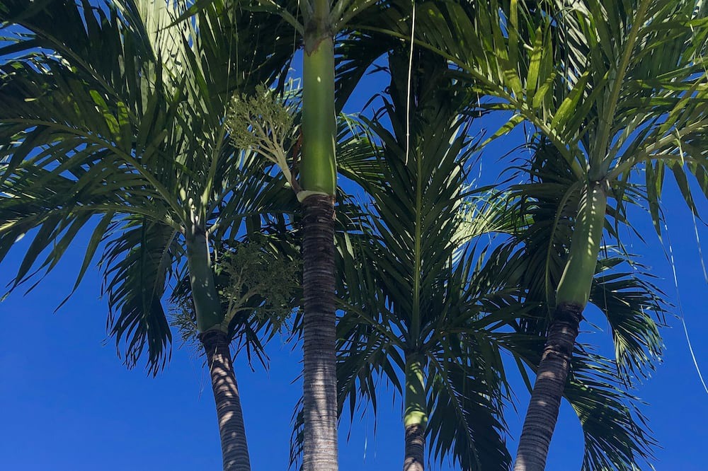 Photo of Outdoor in Deerfield Beach