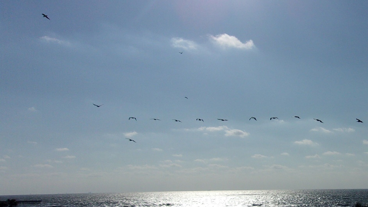 Photo of Others in Galveston