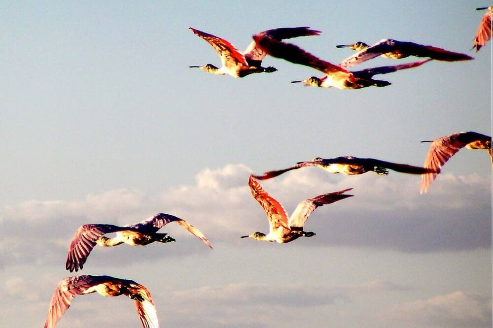Photo of Others in South Padre Island