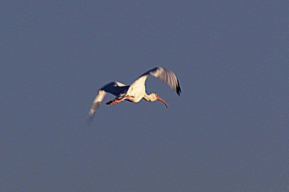 Photo of Others in South Padre Island
