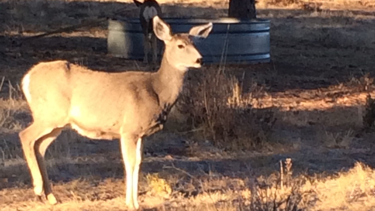 Photo of Outdoor in Westcliffe