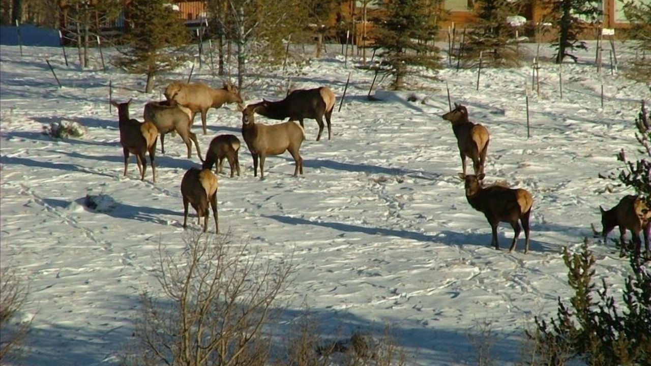 Photo of Others in Hartsel