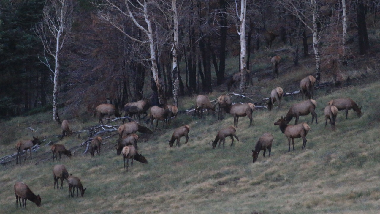 Photo of Outdoor in Fort Garland