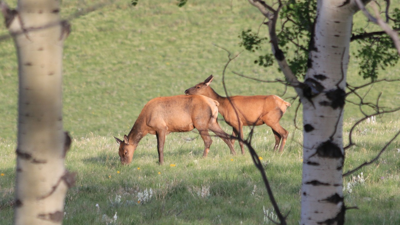 Photo of Others in Fort Garland
