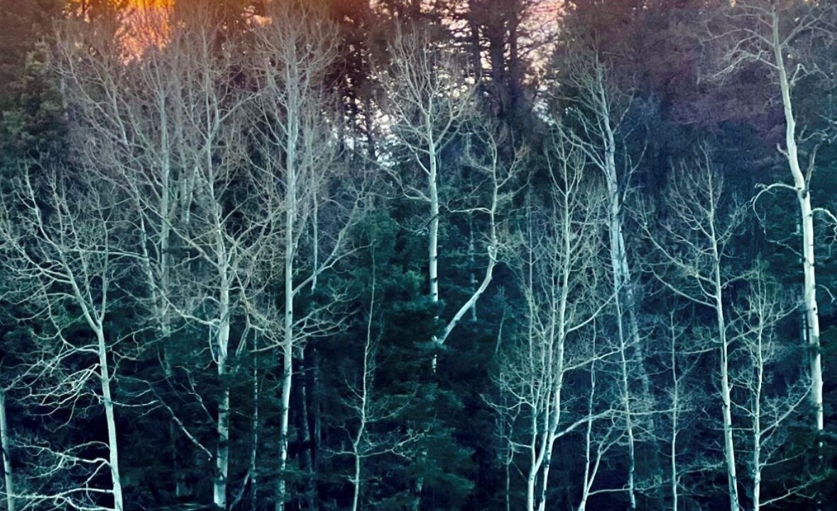 Photo of Others in Custer County