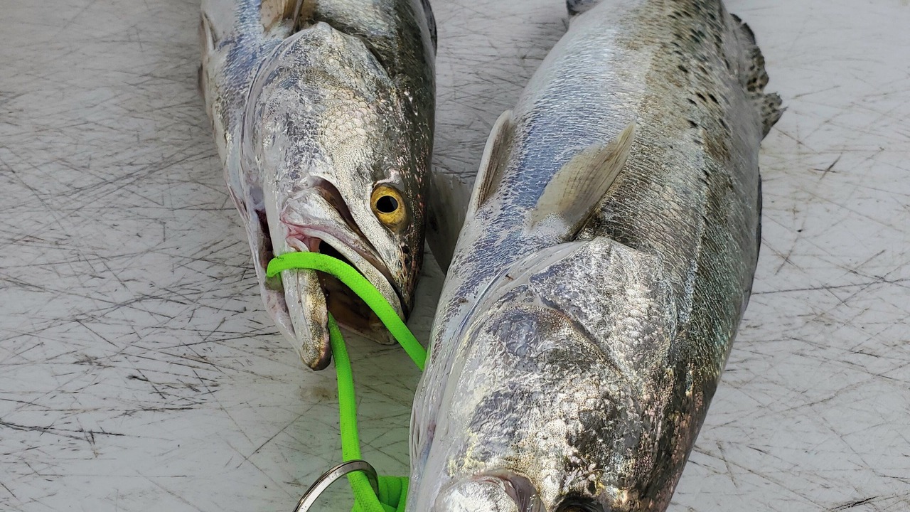 Photo of Others in Rockport