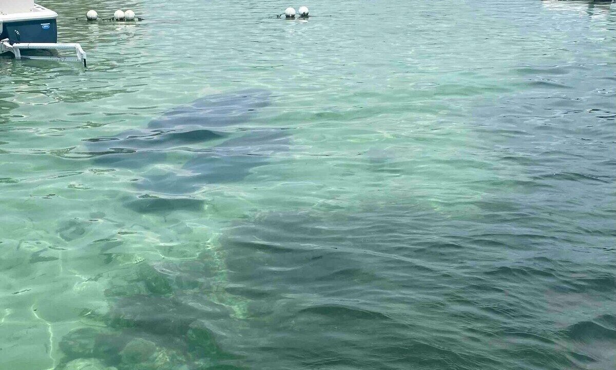 Photo of Others in Crystal River