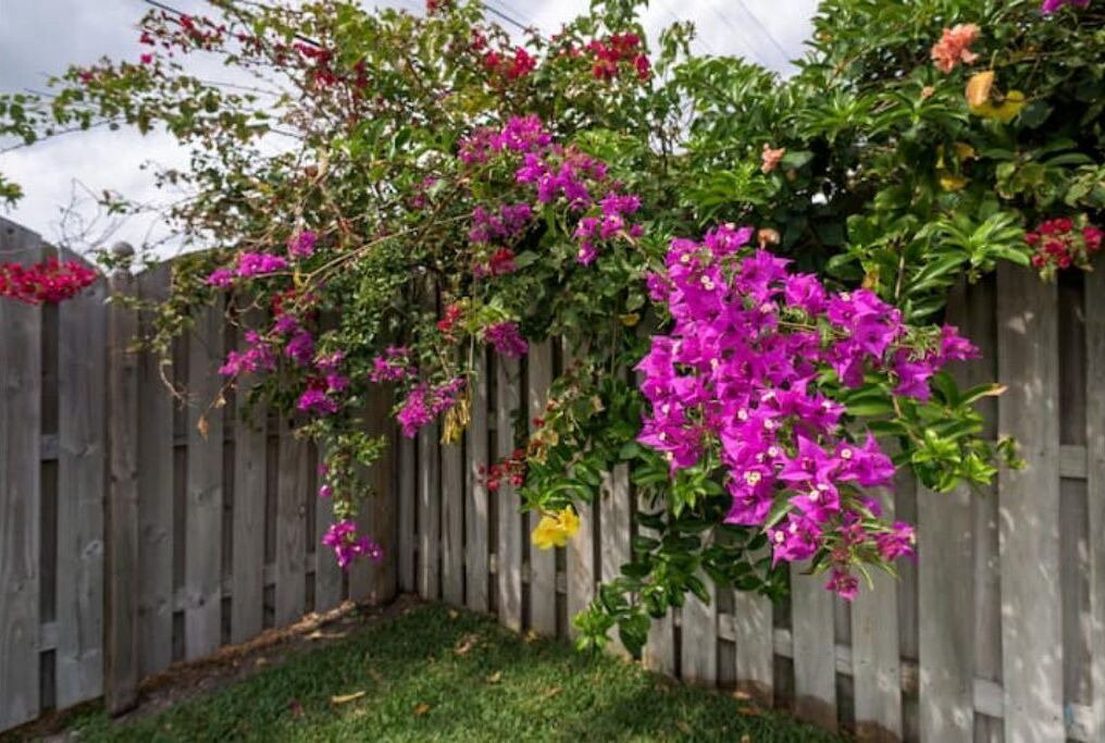 Photo of Outdoor in Dolphin Isles