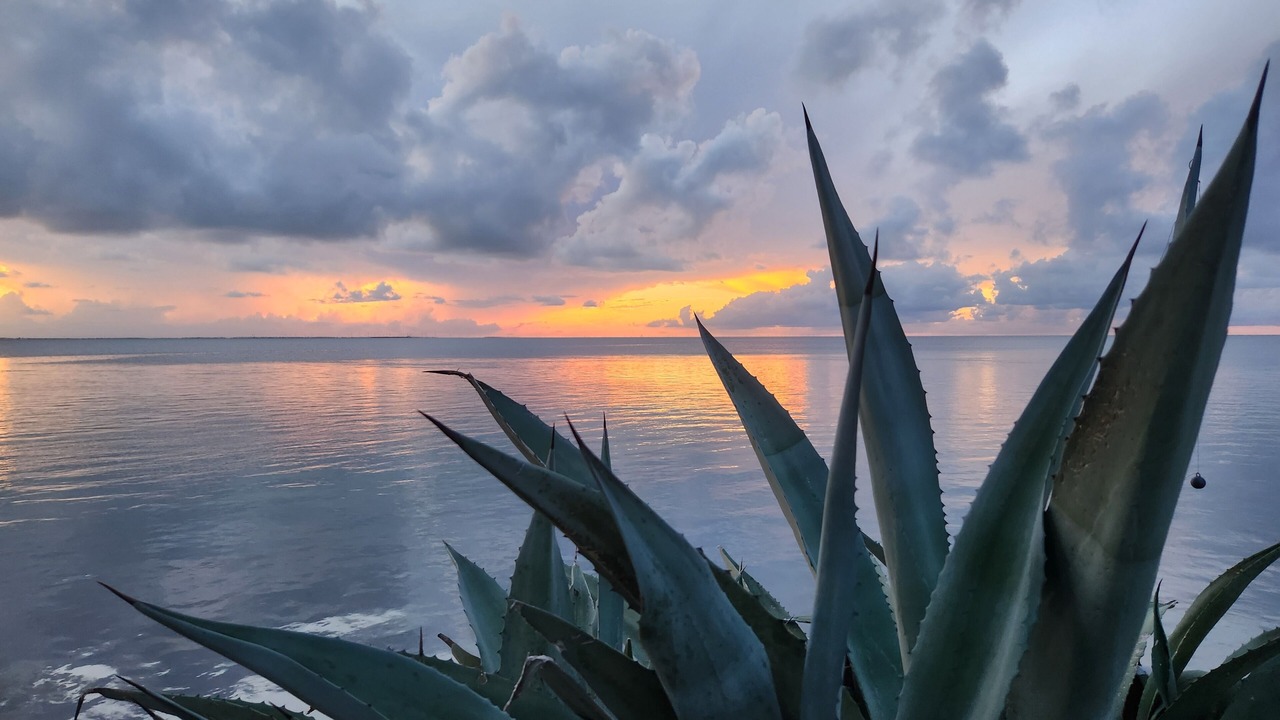 Photo of Others in South Padre Island