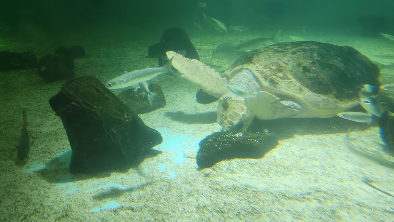 Photo of Others in South Padre Island