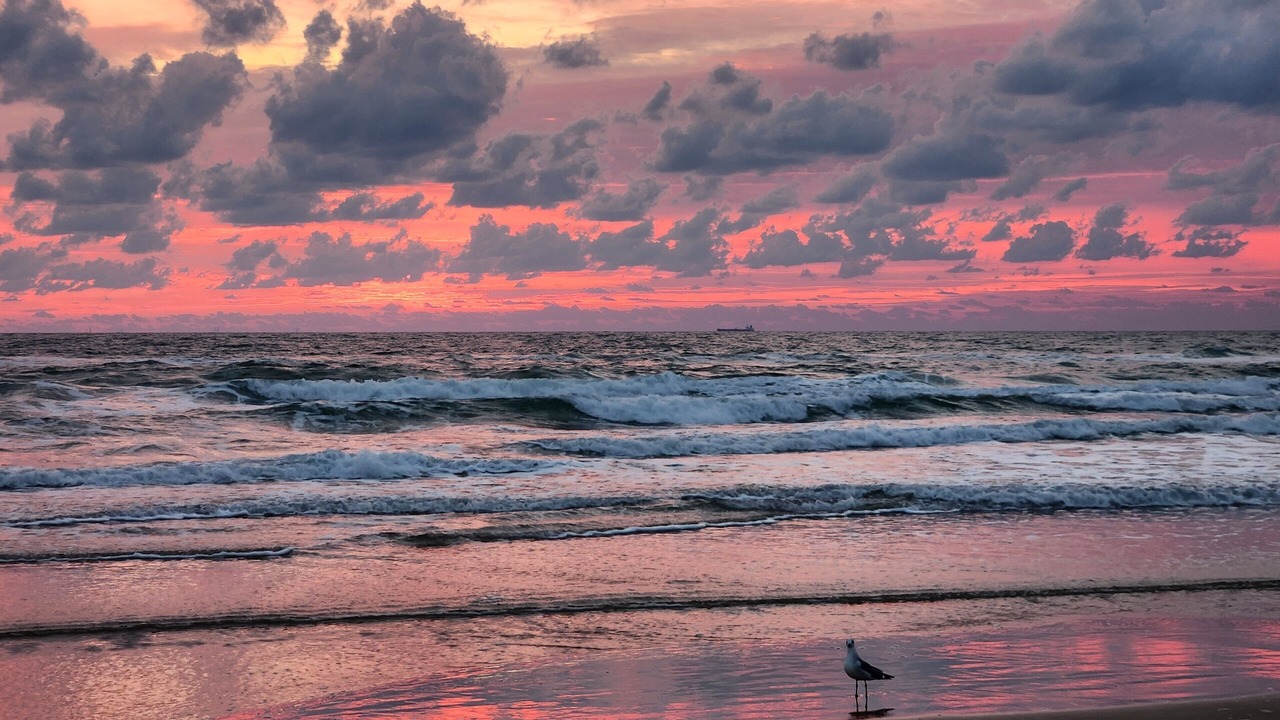 Photo of Others in South Padre Island