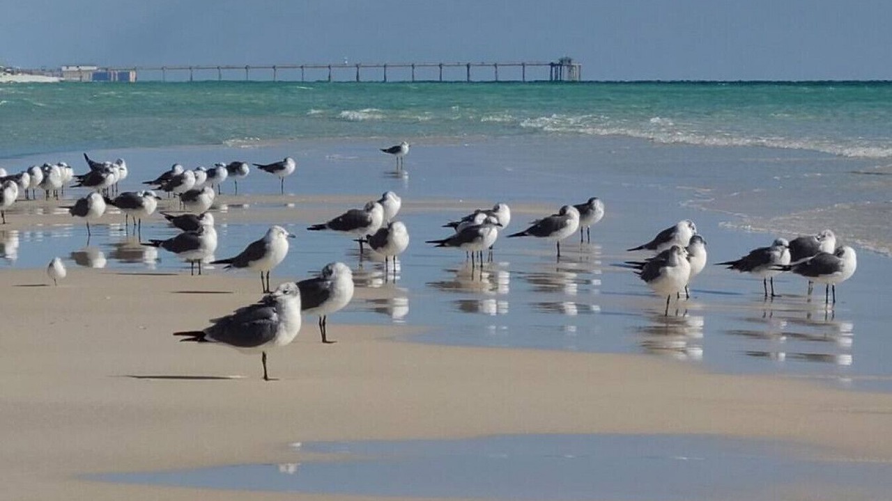 Photo of Others in Fort Walton Beach