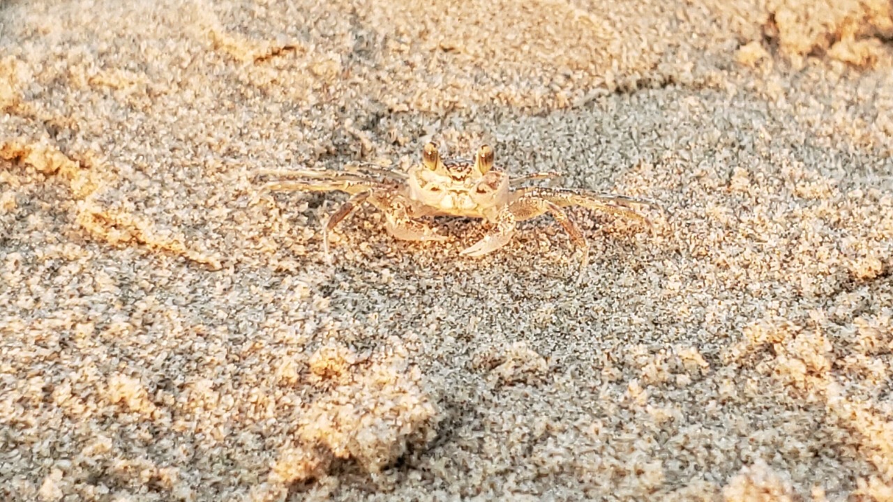 Photo of Others in South Padre Island