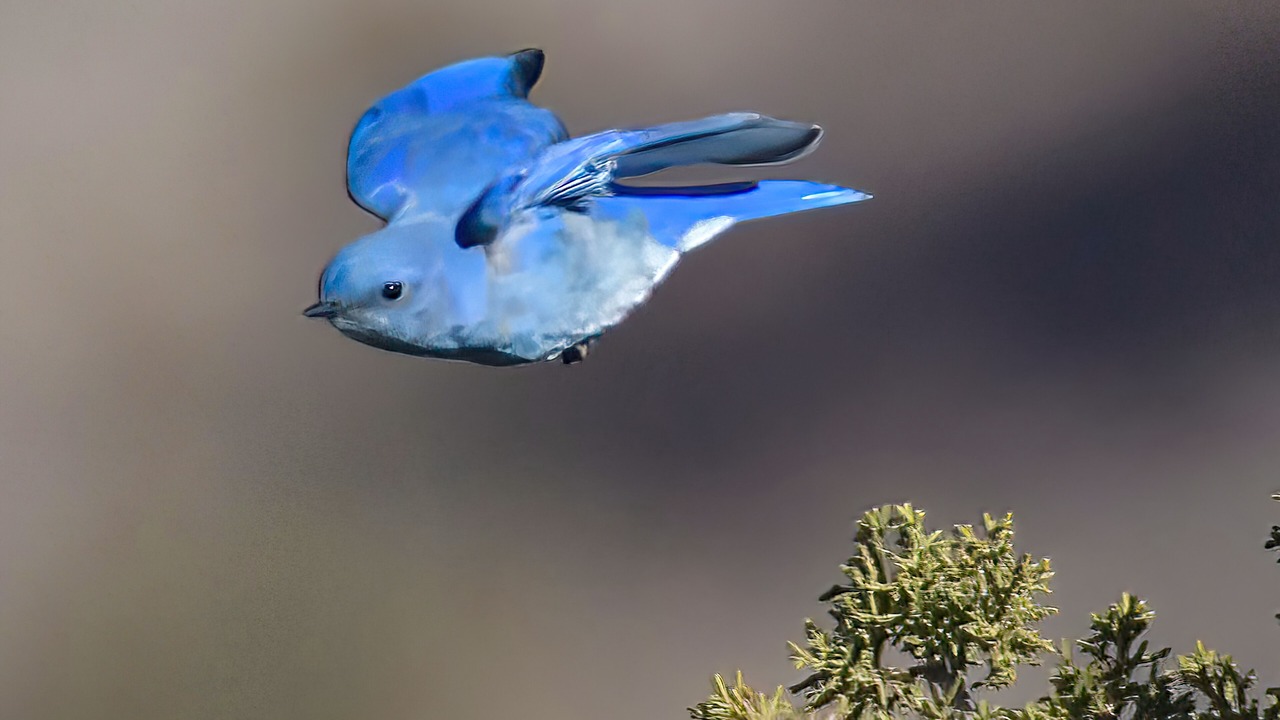 Photo of Others in Placitas