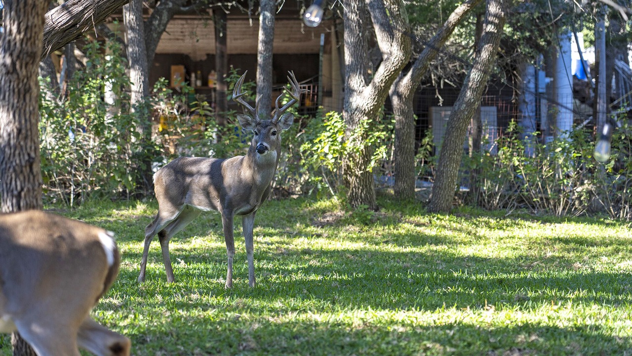 Photo of Outdoor in Canyon Lake