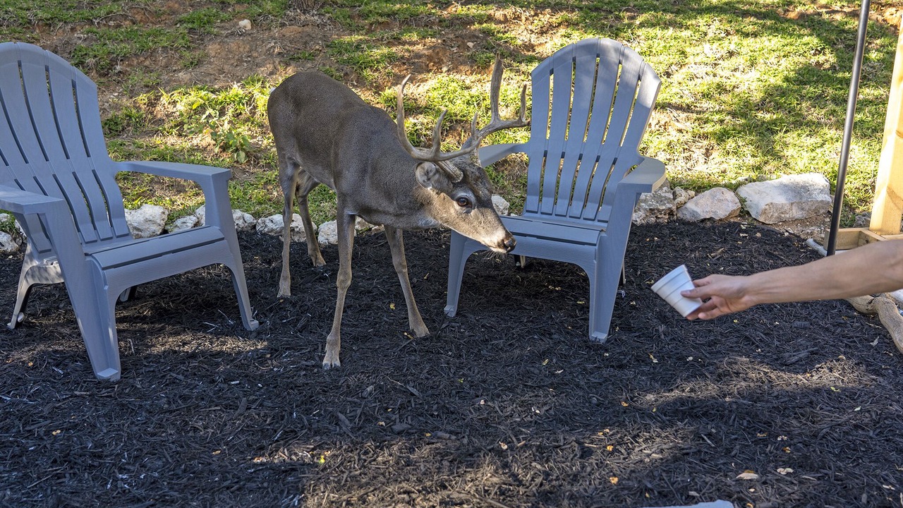 Photo of Outdoor in Canyon Lake