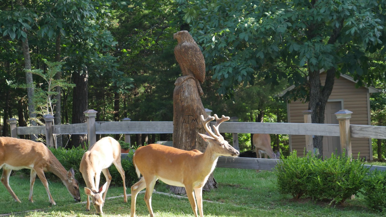 Photo of Others in Russellville
