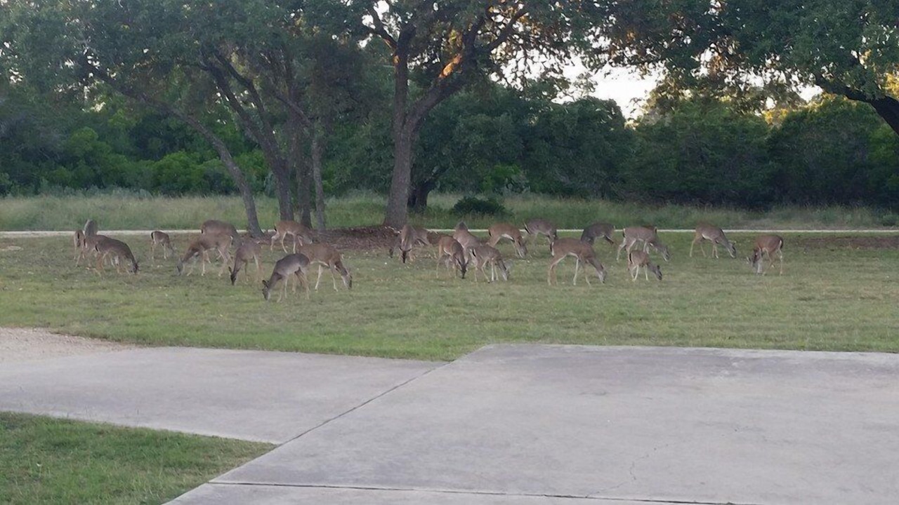 Photo of Others in New Braunfels