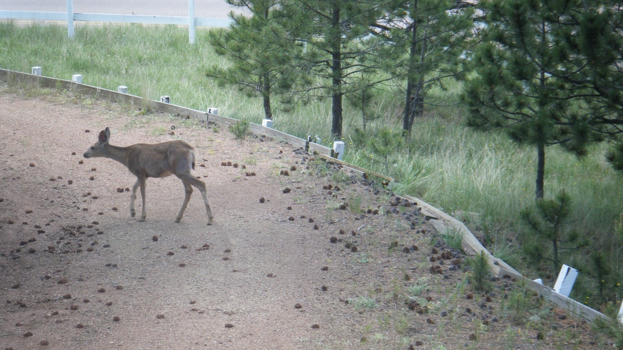 Photo of Others in Cripple Creek