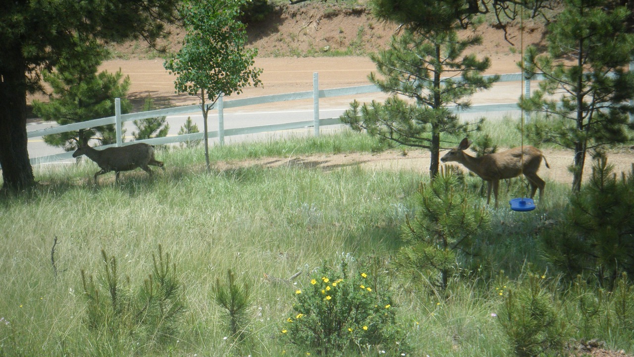 Photo of Outdoor in Cripple Creek