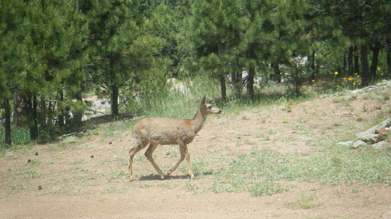 Photo of Outdoor in Cripple Creek