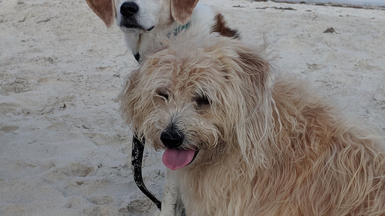 Photo of Others in St. Augustine Beach