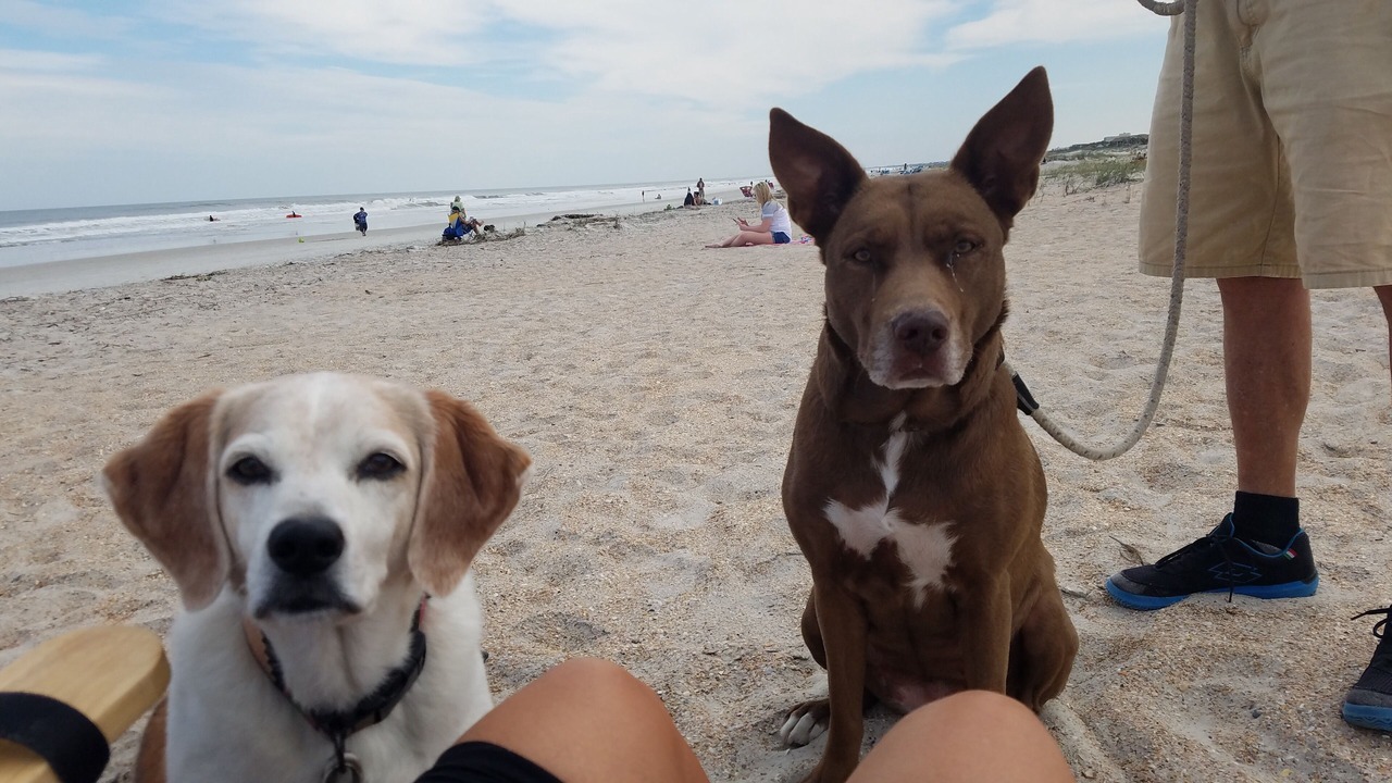 Photo of Others in St. Augustine Beach