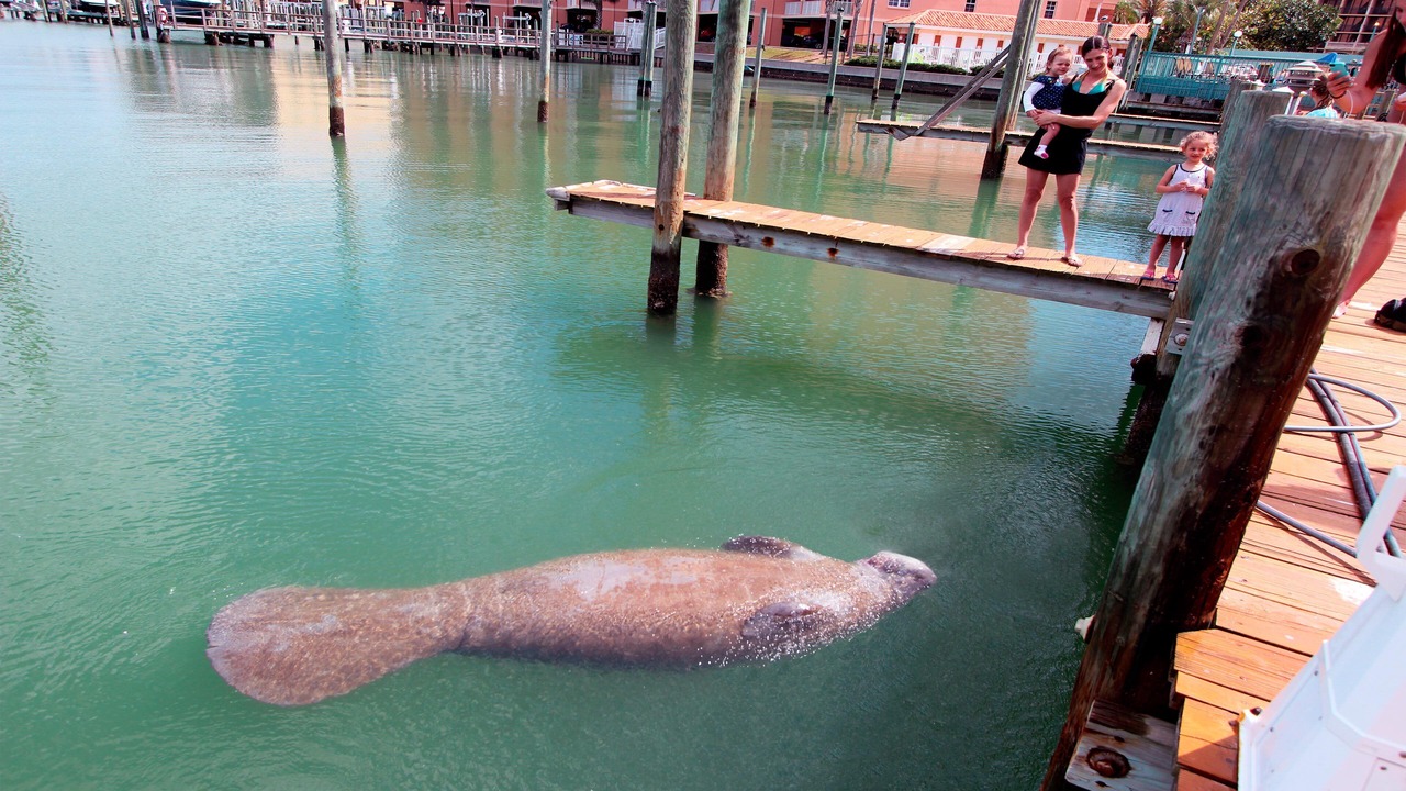 Photo of Others in Clearwater Beach